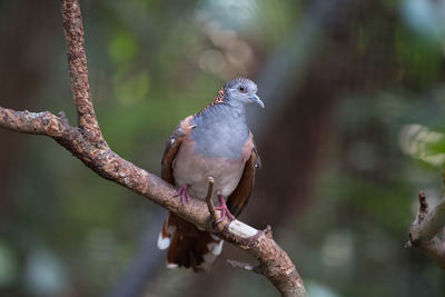 Close-up of bird perching on branch