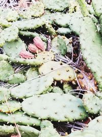 High angle view of succulent plant