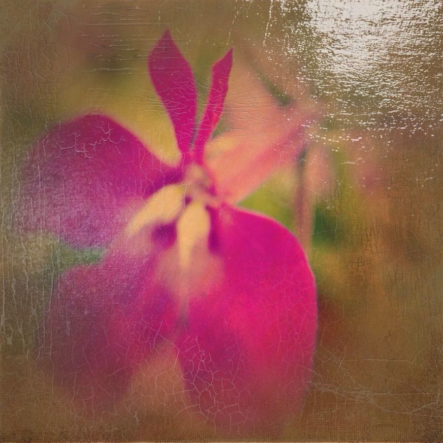 flower, freshness, fragility, pink color, petal, close-up, indoors, flower head, water, beauty in nature, nature, transparent, glass - material, growth, red, no people, focus on foreground, pink, plant, single flower