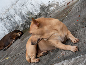 High angle view of dog resting