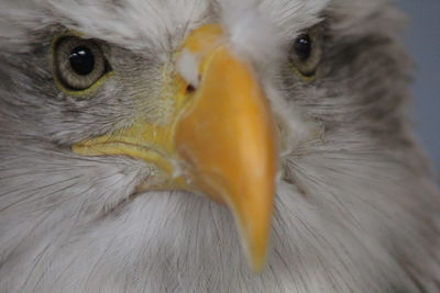 Close-up portrait of owl