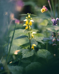 Close-up of yellow flowering plant