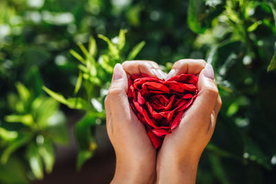 Cropped hands holding red roses in heart shape on sunny day