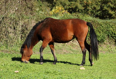 Horse standing on field
