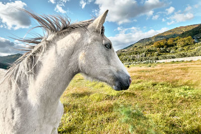 White horse grazing in a pasture. beautiful young white mare with blue eye shaking head.