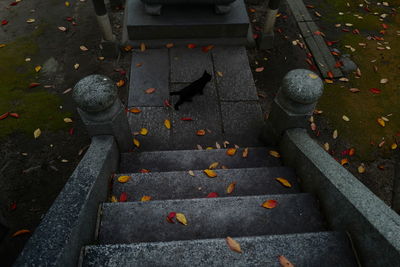 High angle view of wet cobblestone street during autumn