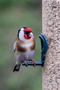 Close-up of bird perching on metal feeder