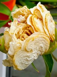 Close-up of wilted flower on plant