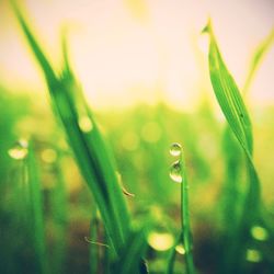 Close-up of grass