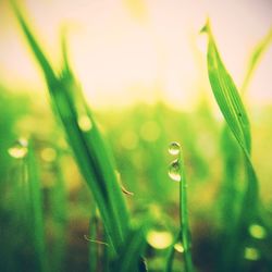 Close-up of grass