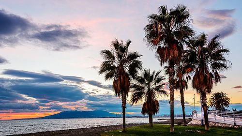 Palm trees on beach against sky