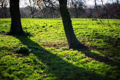 View of trees in field