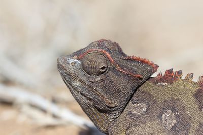 Close-up of lizard