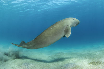 Dugong enjoys swimming in the  sea