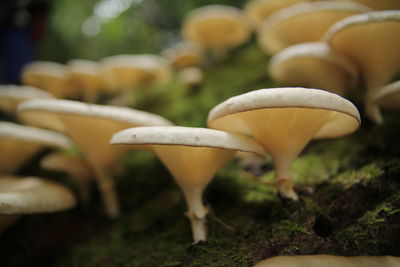 Close up of mushroom growing on tree trunk