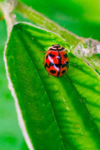 Close-up of ladybug on leaf