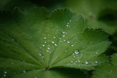 Close-up of water drops on plant