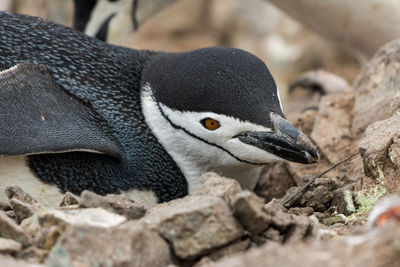 Chinstrap penguin lying its nest in antarctica.