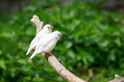 Bird perching on a tree