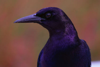 Close-up of a bird looking away