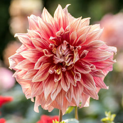 Close-up of pink dahlia