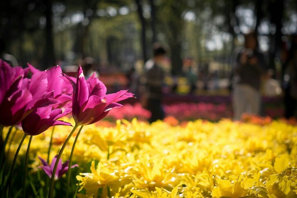 CLOSE-UP OF YELLOW FLOWERS BLOOMING AGAINST TREES