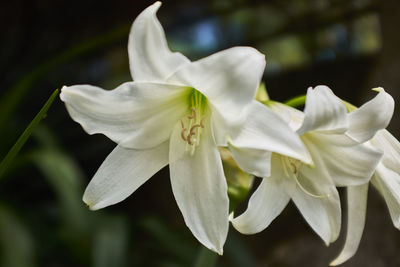 Close-up of white flowering plant