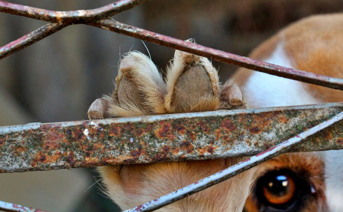 Close-up of monkey on branch