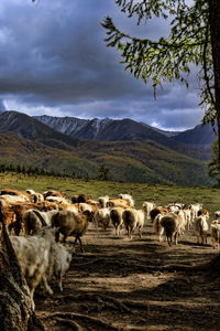 Herd of sheep on landscape
