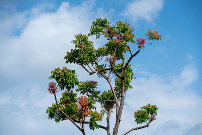 Low angle view of flowering plant against sky