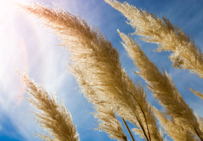 Low angle view of wheat plants against sky