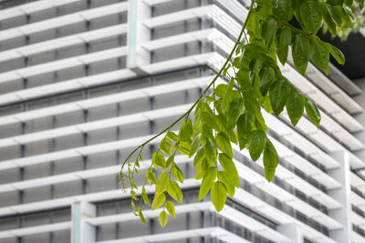 Low angle view of plants growing in metal building