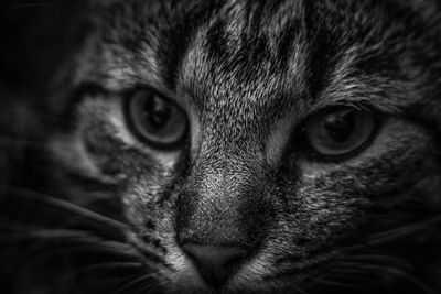 Close-up portrait of cat