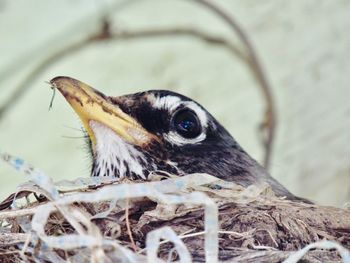 Close-up of bird