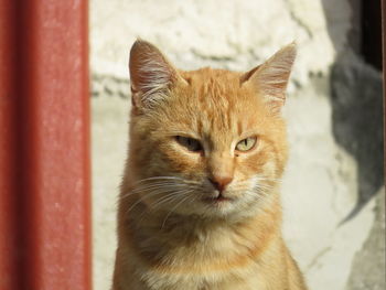 Portrait of ginger cat outdoors