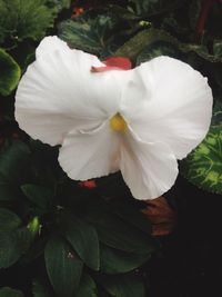 Close-up of white hibiscus blooming outdoors