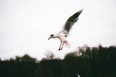 Low angle view of seagull flying in sky