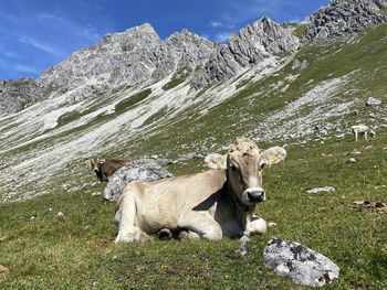 Cows on field