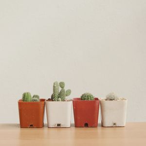 Potted plants against wall on table