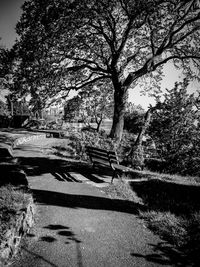 Bare trees against sky
