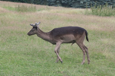 Side view of deer standing on field