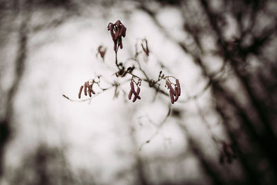 Close-up of flower buds on branch