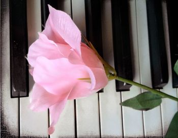 pink color