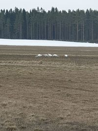 View of birds on land