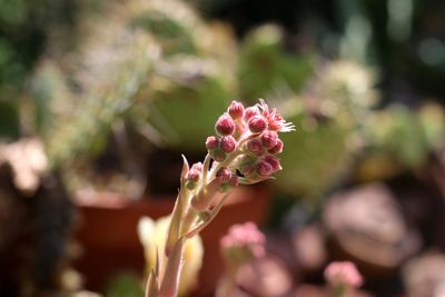 Close-up of pink flowering plant