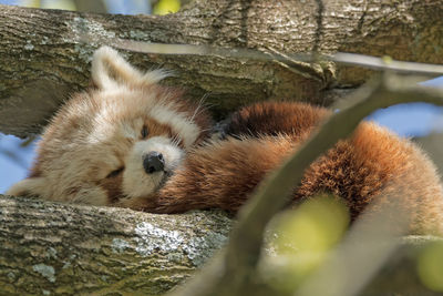 Close-up of red panda sleeping on tree