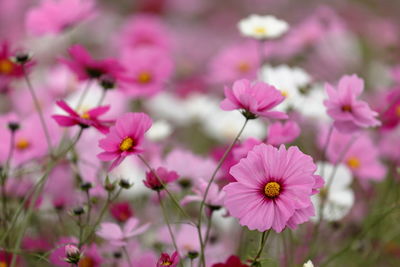 Close-up of pink cosmos flowers