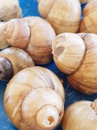 High angle view of shells for sale at market