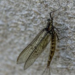 Close-up of dragonfly