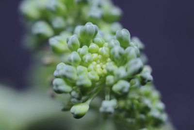 Close-up of raindrops on flower buds